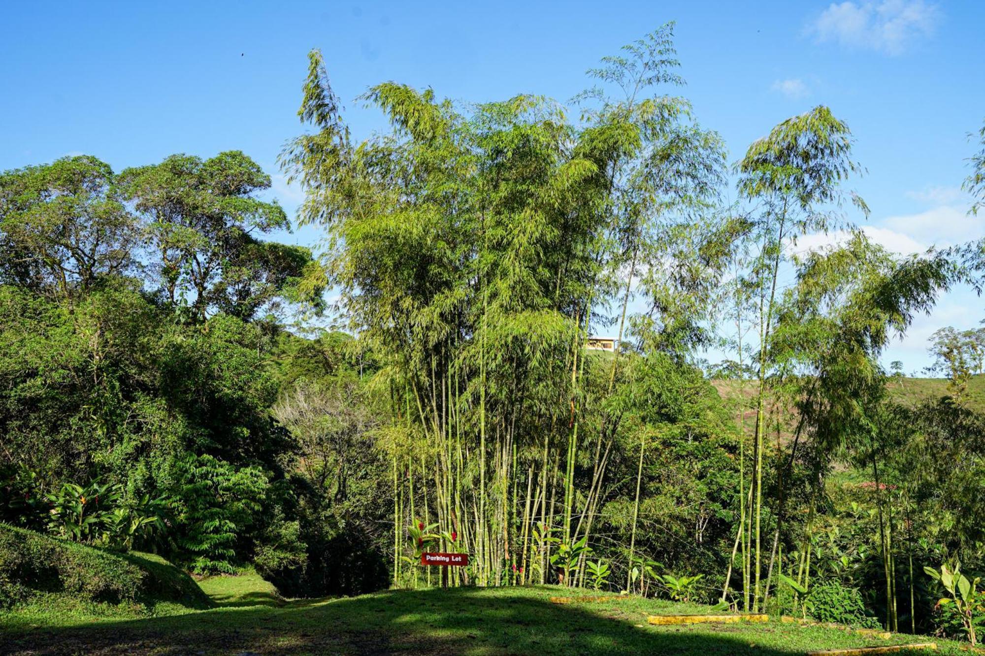 Essence Arenal Spa & Yoga El Castillo Eksteriør billede